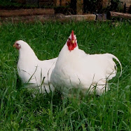 White Plymouth Rock