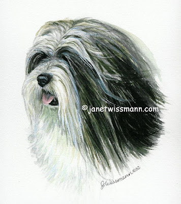Lhasa Apso Head Study apso lhasa dog. Lhasa Apso Head Study