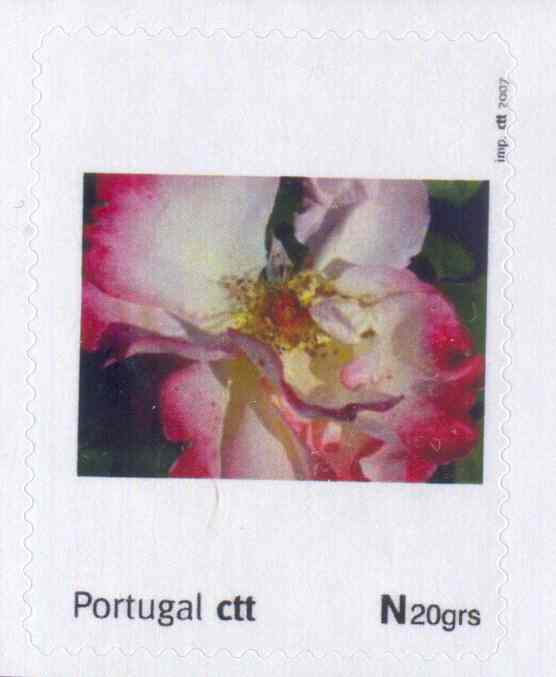 [Flor_cibele.jpg]