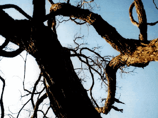 http://1.bp.blogspot.com/_sHj1wkh2R3M/RrsghZqia6I/AAAAAAAABVQ/378Aq0ZujMA/s400/tronco1d.gif