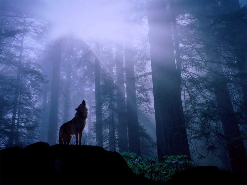 [wolf1.jpg]