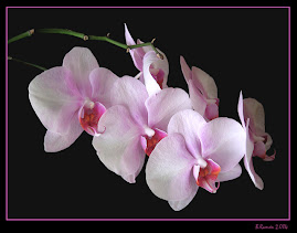 ORQUÍDEA ROSA