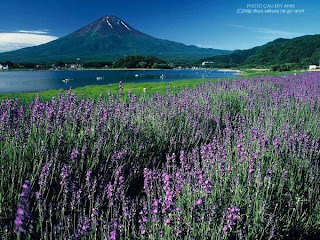 படம் பார்த்து கதை சொல்லுங்கள்,, Lavender+at+foot+of+mountain