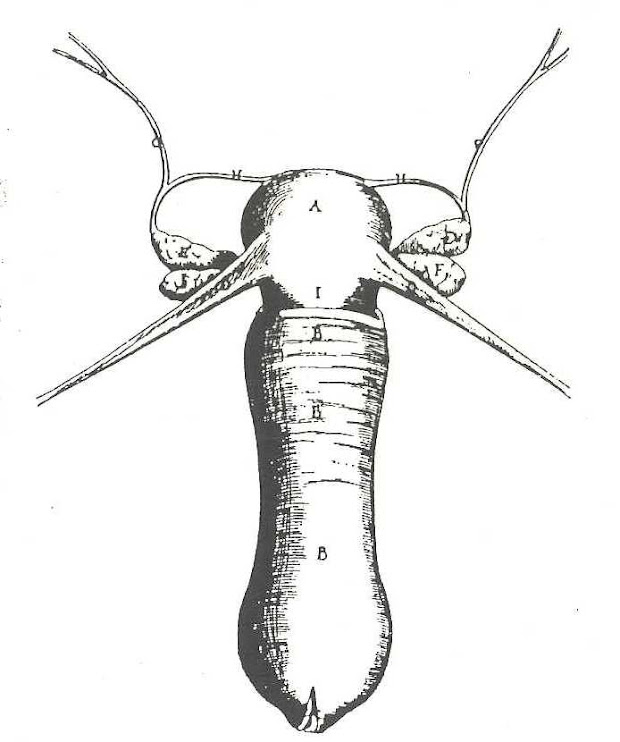 vagina as penis from vesalius