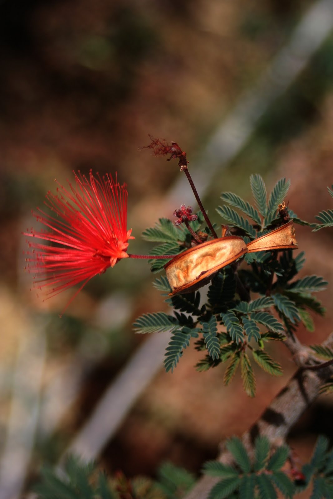 Calliandra Sierra Star