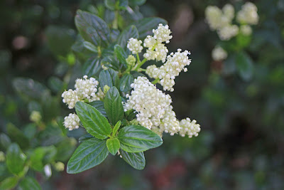 ceanothus flurry snow camissonia winter corner thyrsiflorus