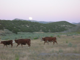 Beef at Moonrise