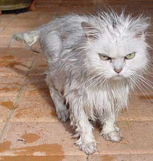 Cats Wet