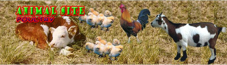 Animal Site/Poultry