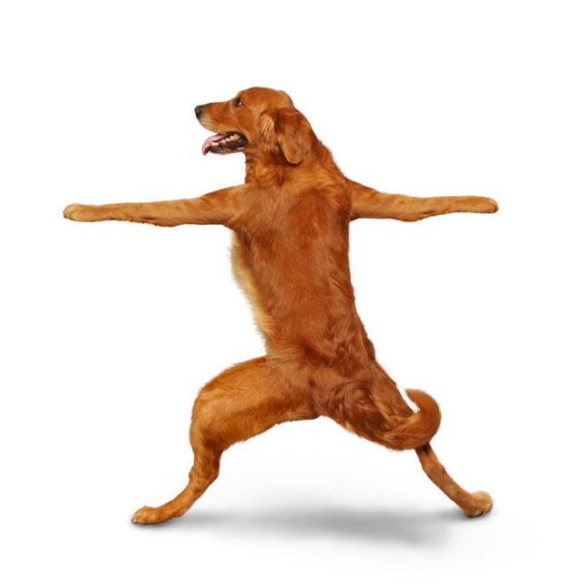 Yoga de cachorros Yoga de cachorros