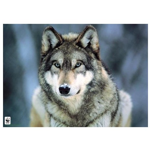 [Lobo.jpg]