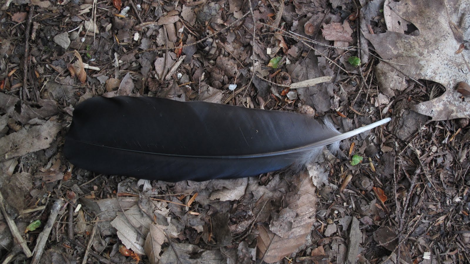 [crows.JPG]