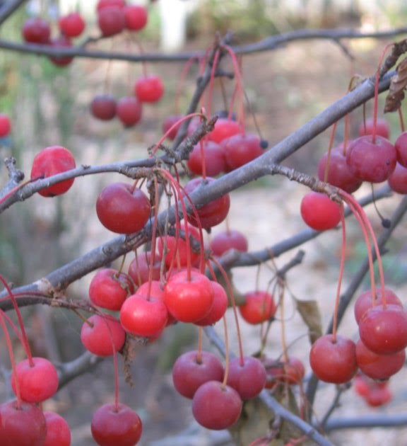 heirloom gardener Crabapple Tree in Winter
