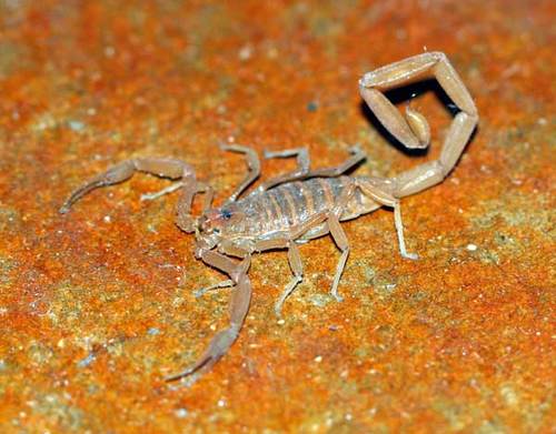 There are more than fourty different kinds of  scorpions in Arizona.