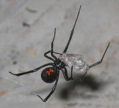 The Sonoran Desert is also one of the places Black Widows call home!