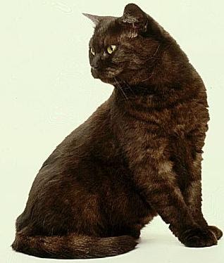 Kitty Cat Meow British Smoke Shorthair Shorthaired Cats