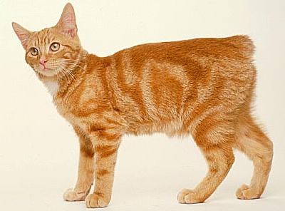 orange manx