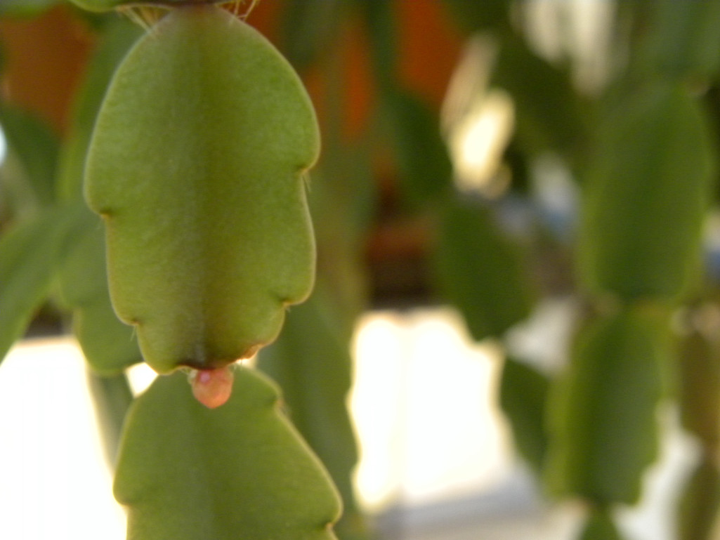 Diane's Texas Garden Christmas Cactus