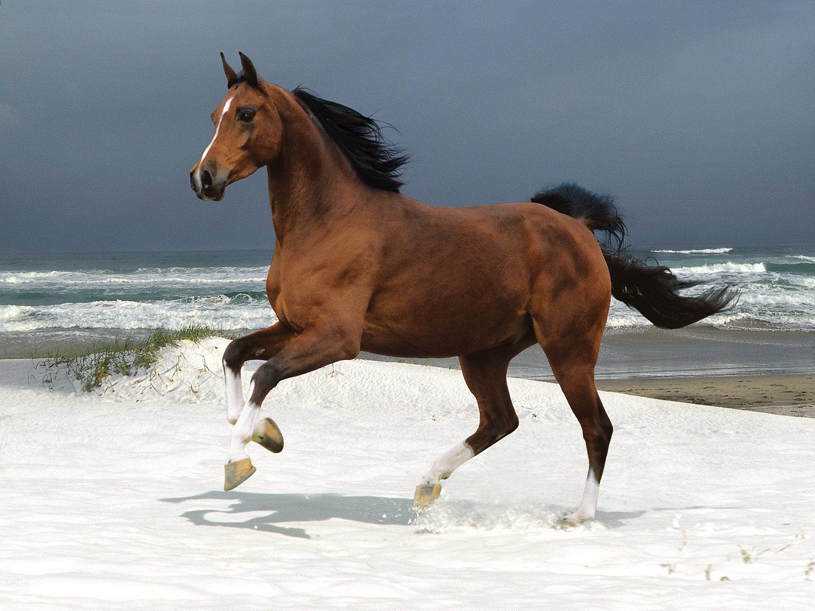 Best Wallpapers Horses Wallpapers