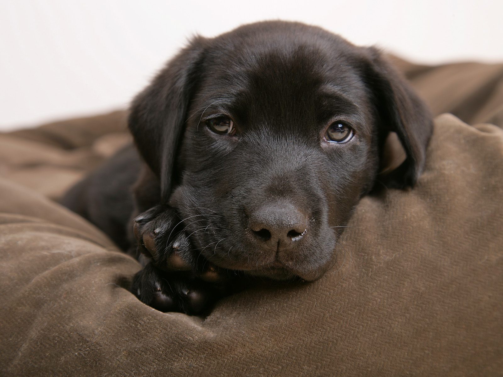 Best Wallpapers: Dogs Wallpapers