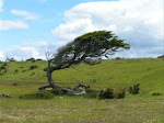 Patagonian Tree