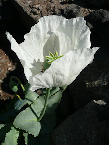 Papaver somniferum