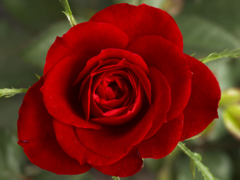 My Beautiful Picutre Album Red rose centers