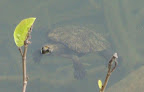 Une petite tortue au meme endroit. C'est la serie animaux en liberte.