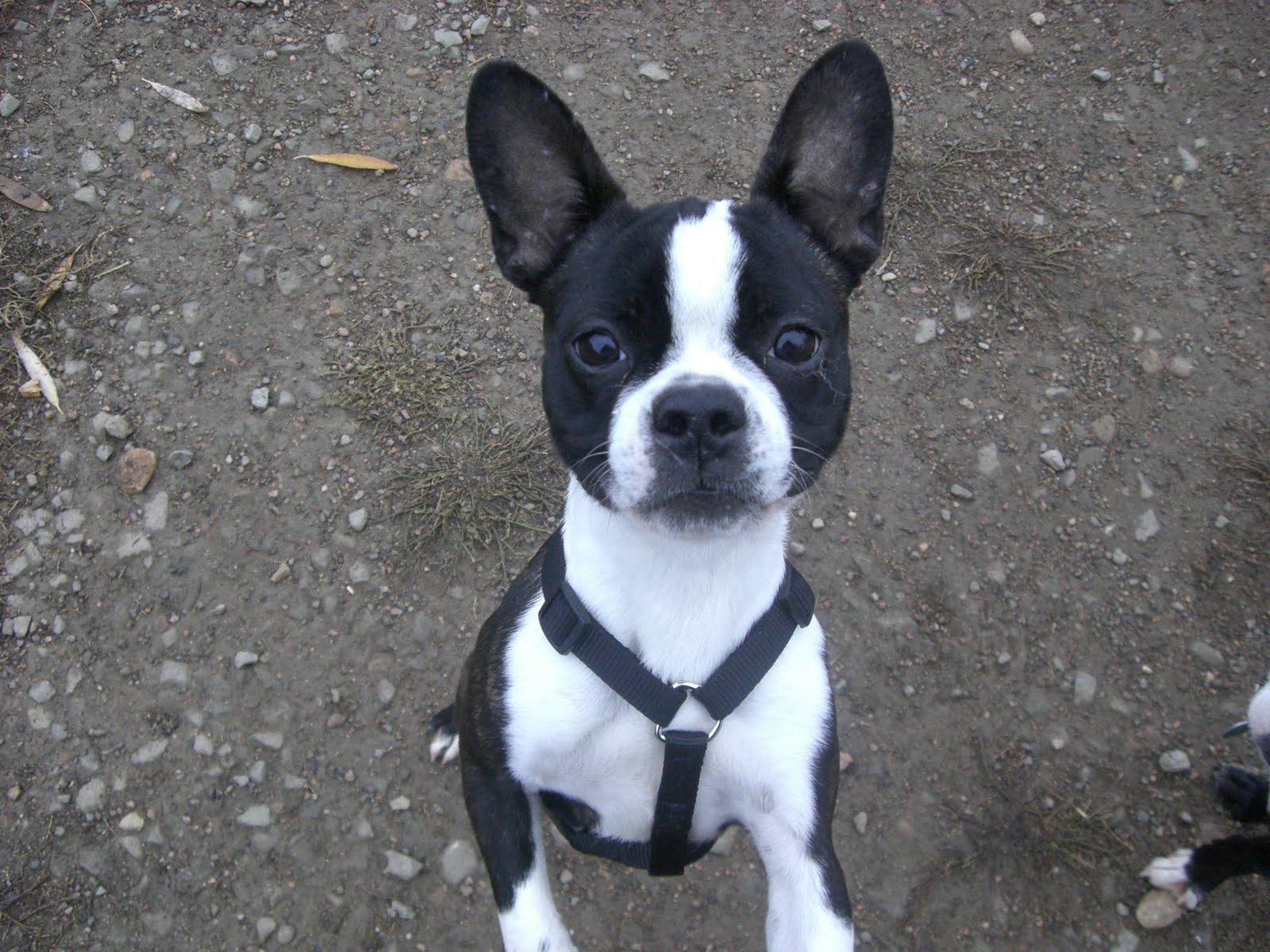 boudicca boston terrier pooper celtic warrior without another