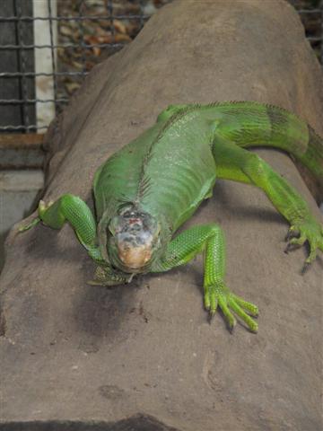 big green snakes