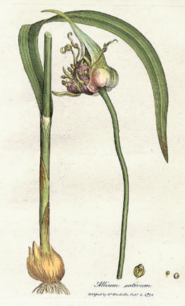 [Allium_sativum_Woodwill_1793.jpg]