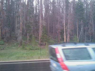 Yellowstone - Matthieu Auzanneau