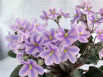 african violet chimera
