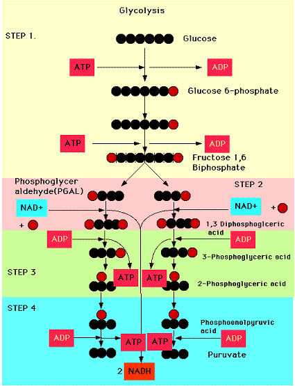 Aerobic Pathway