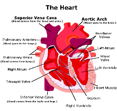 human heart drawing. human heart.