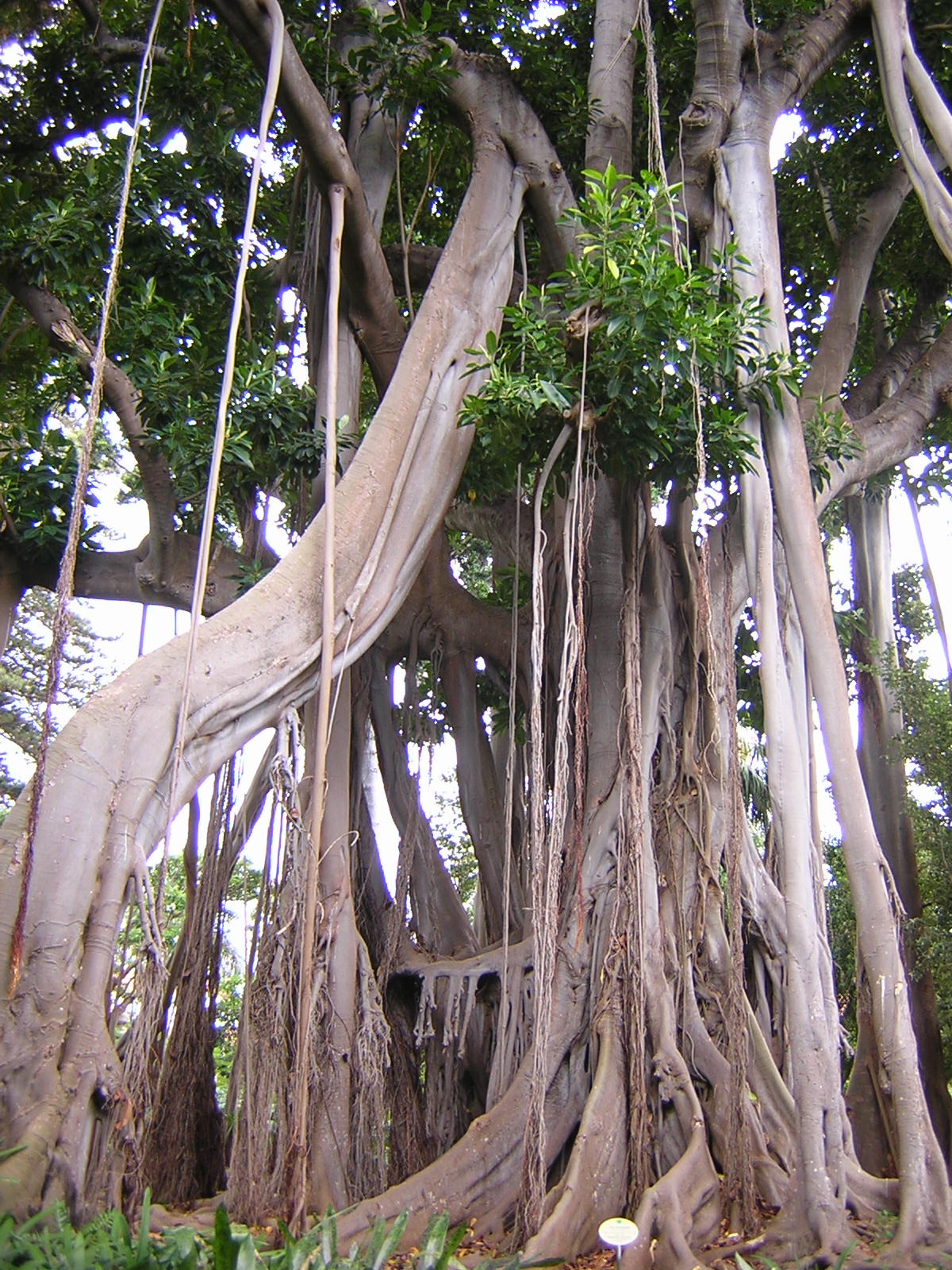 [60JARDIN_BOT_NICO___FICUS_G.JPG]