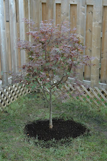 A Garden Diary Euonymus Alatus Compactus