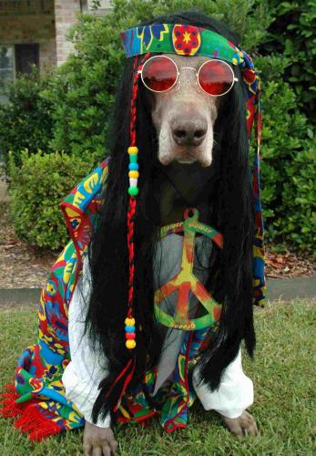 hippie%20dog.jpg