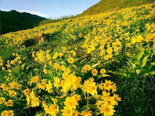 CELEBRITY PLANET: World Beautiful Flower GARDENS