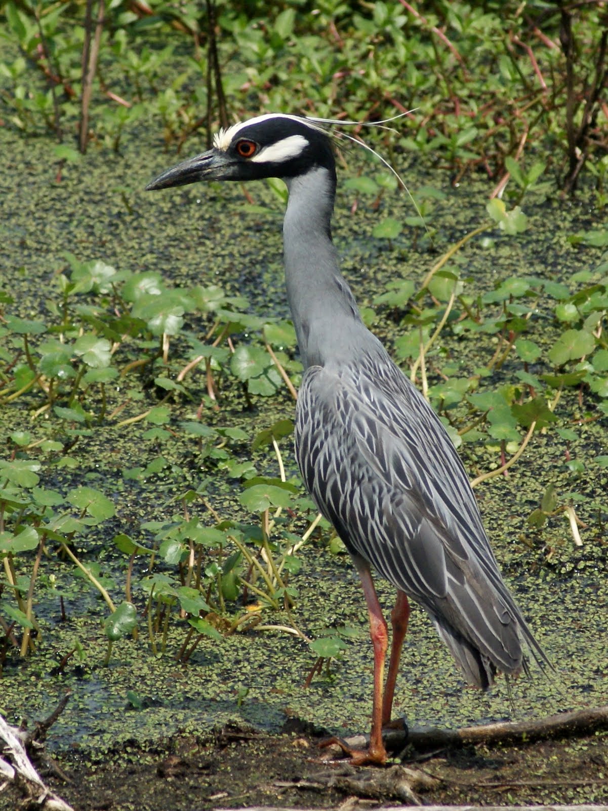 SE Texas Birding & Wildlife Watching Birds at Brazos Bend