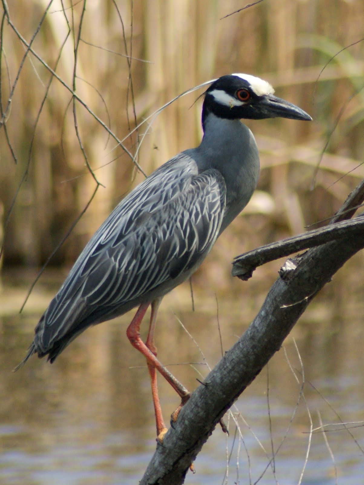 SE Texas Birding & Wildlife Watching Birds at Brazos Bend
