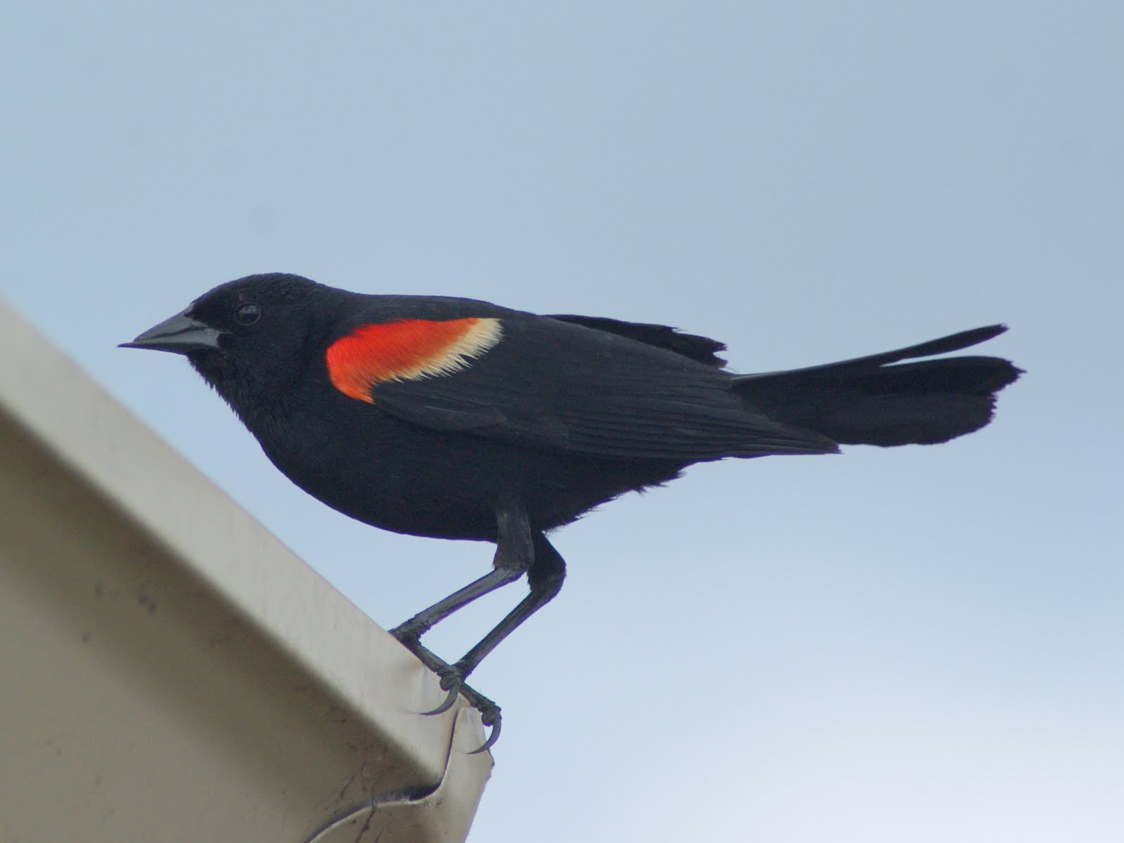 SE Texas Birding & Wildlife Watching A Birding Day