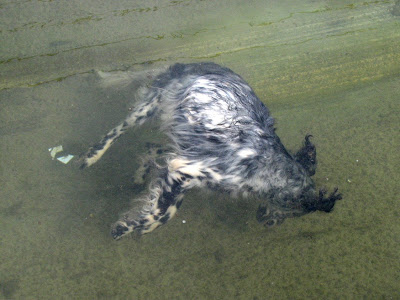 dog.JPG