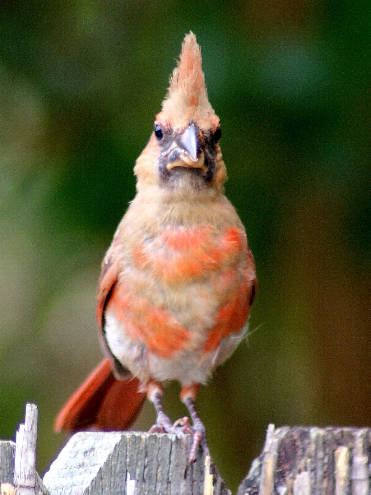 SE Texas Birding & Wildlife Watching In Praise of Common Birds