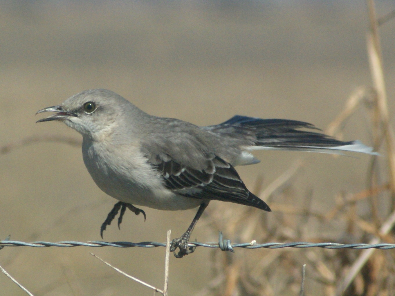 SE Texas Birding & Wildlife Watching Let Us Now Praise Common Birds