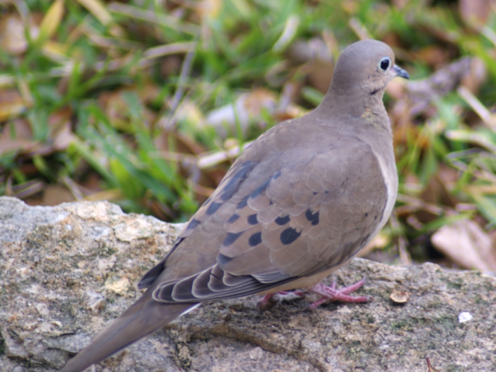 Purple winged ground dove Alchetron, the free social encyclopedia