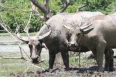 Bufali e bufale (on line)