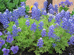 Success!  My Own Little Texas Bluebonnet Patch in Tennessee!