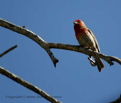 Birds Of The Texas Panhandle: House Finch