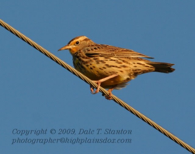 Birds Of The Texas Panhandle Meadowlark